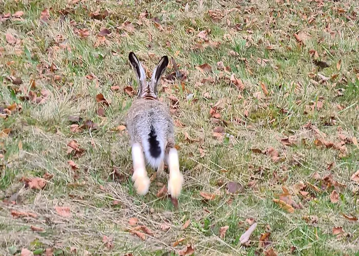 Dom Na Koncu Swiata *